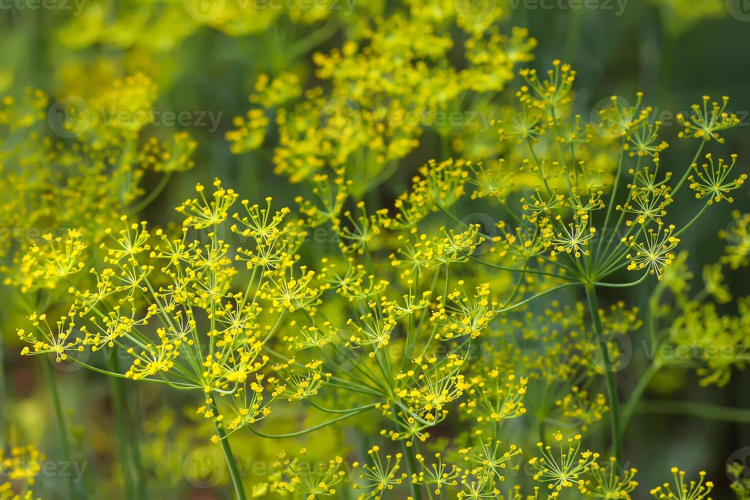 Fresh green dill. Garden of vegetables. photo