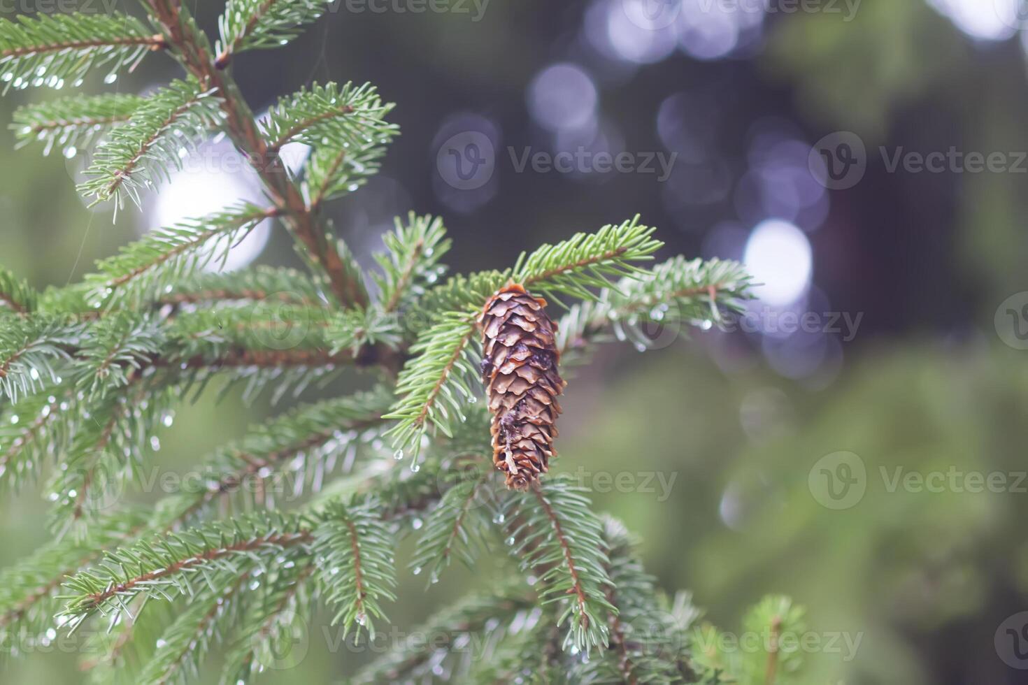 Wet branches of the spruce tree after the rain. Nature background. photo