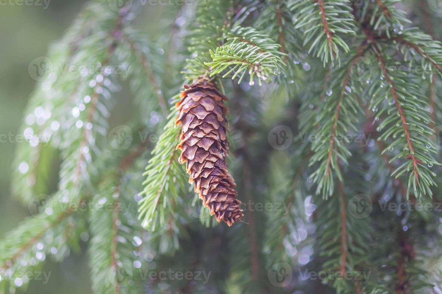 Wet branches of the spruce tree after the rain. Nature background. photo
