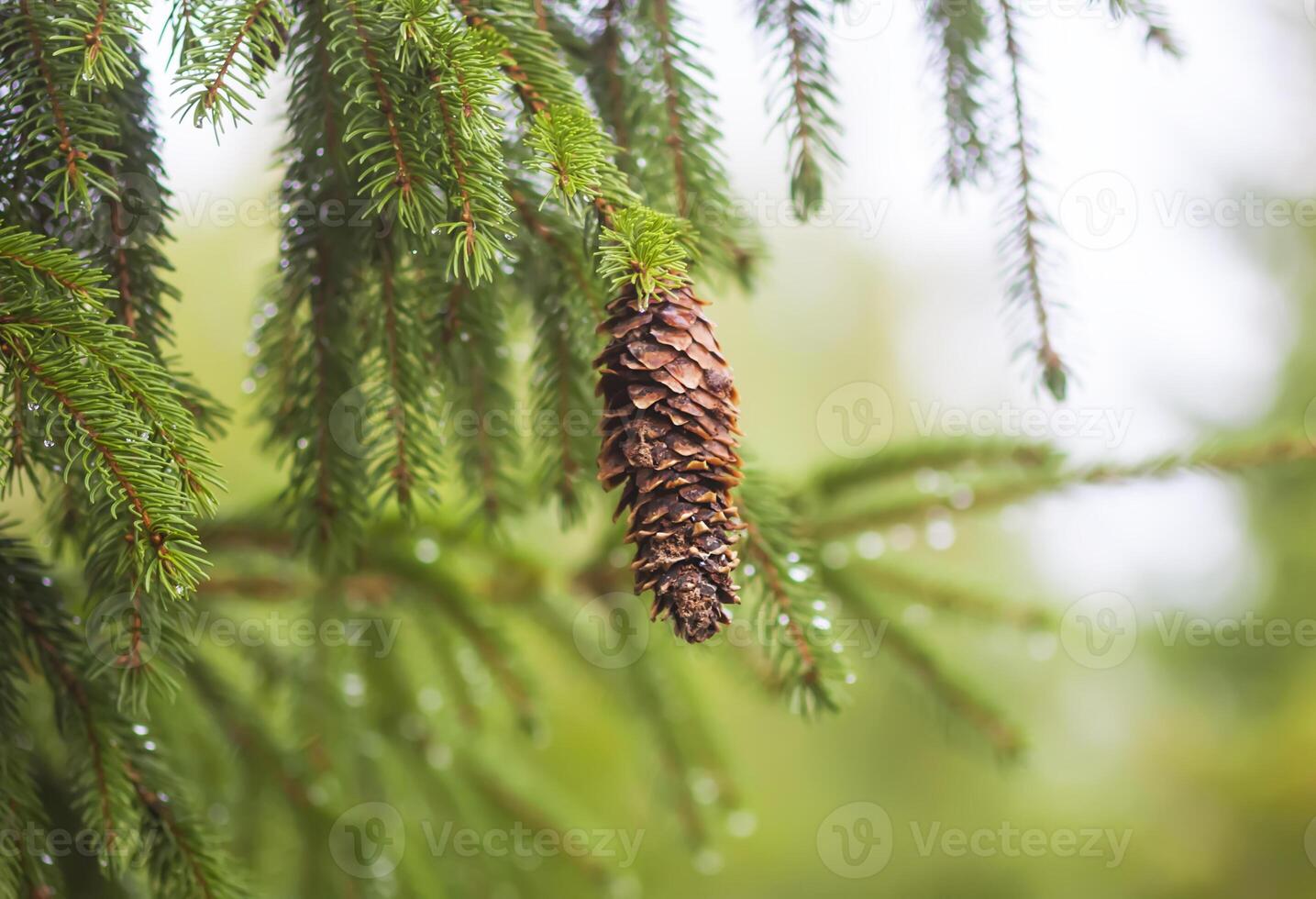 Wet branches of the spruce tree after the rain. Nature background. photo