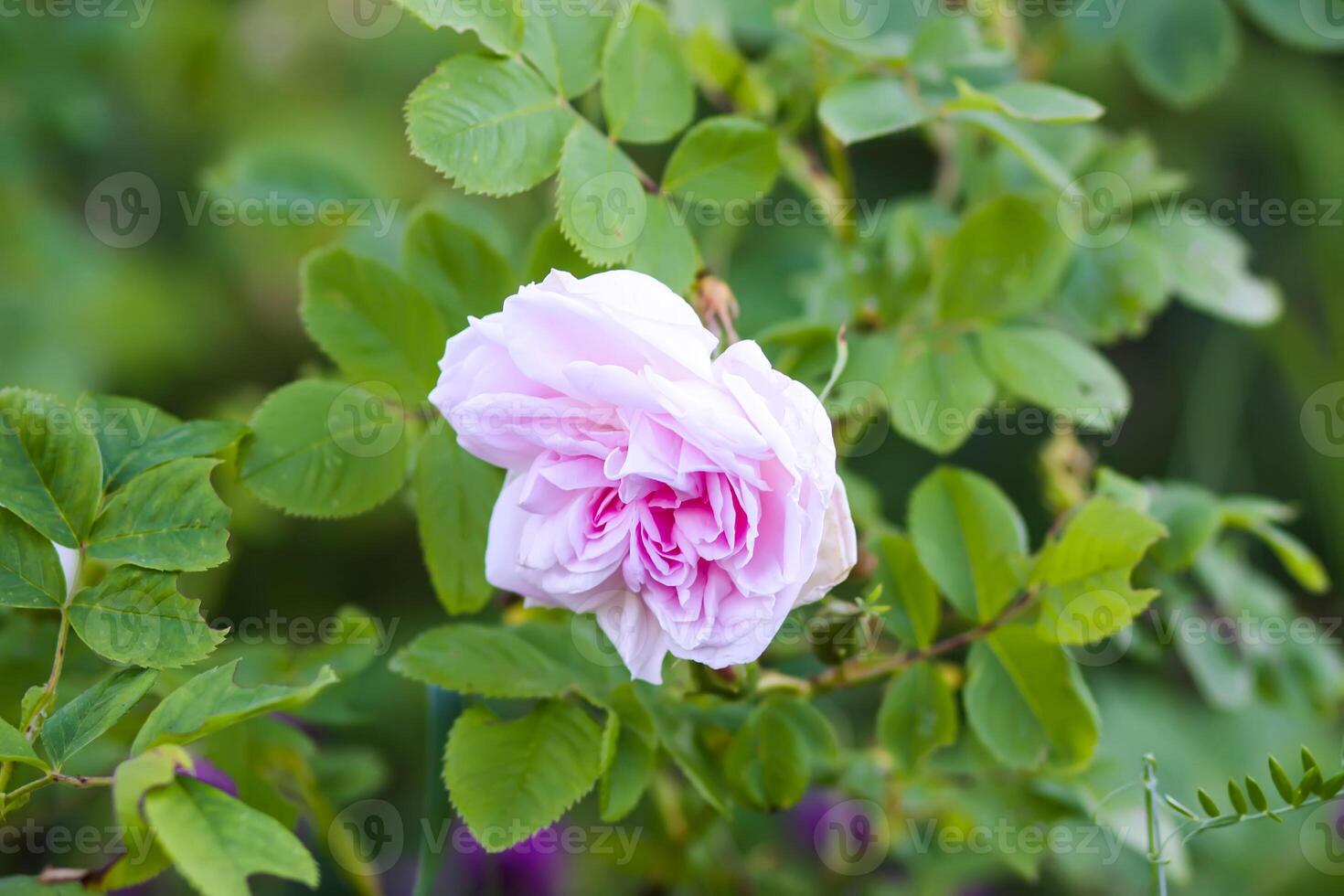 Pink rose flowers. Decorative beautiful garden plants in flowering season. photo
