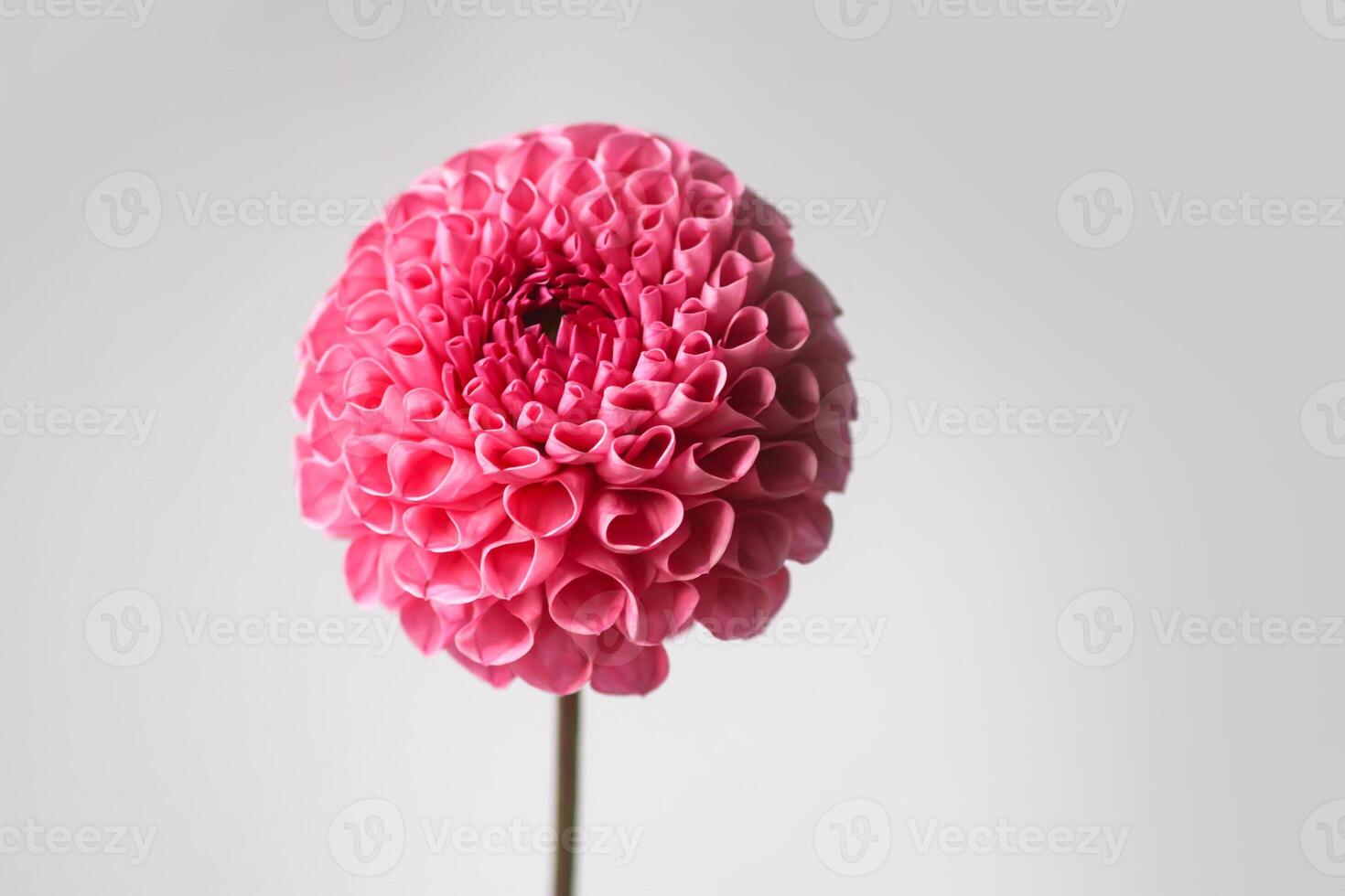 Beautiful pink dahlia flower. Beautiful plant flowering at summer. photo