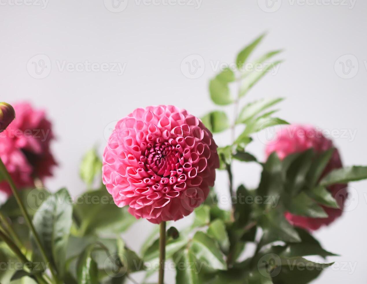 Beautiful pink dahlia flower. Beautiful plant flowering at summer. photo