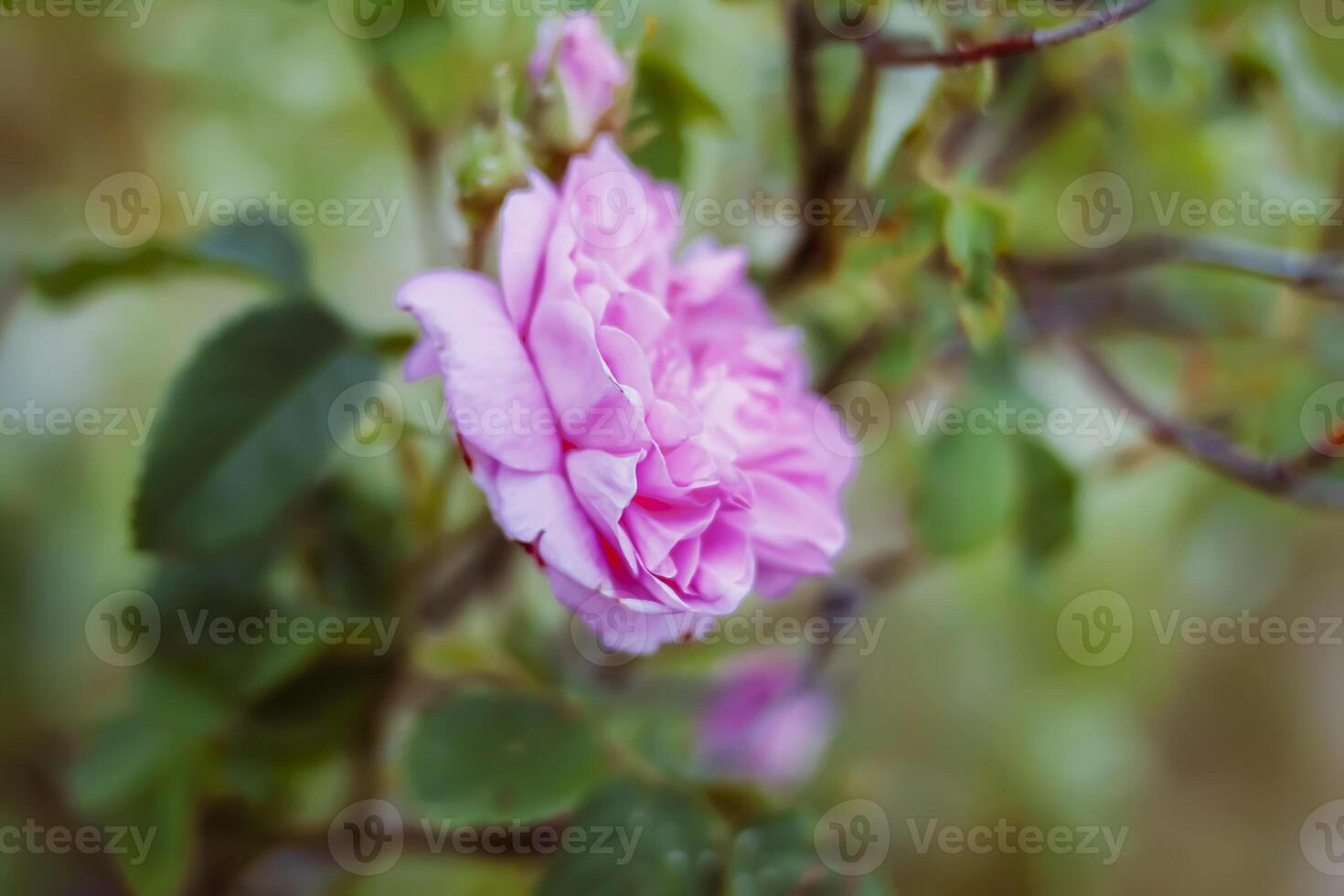 Pink roses. Beautiful garden flowers in flowering season. photo