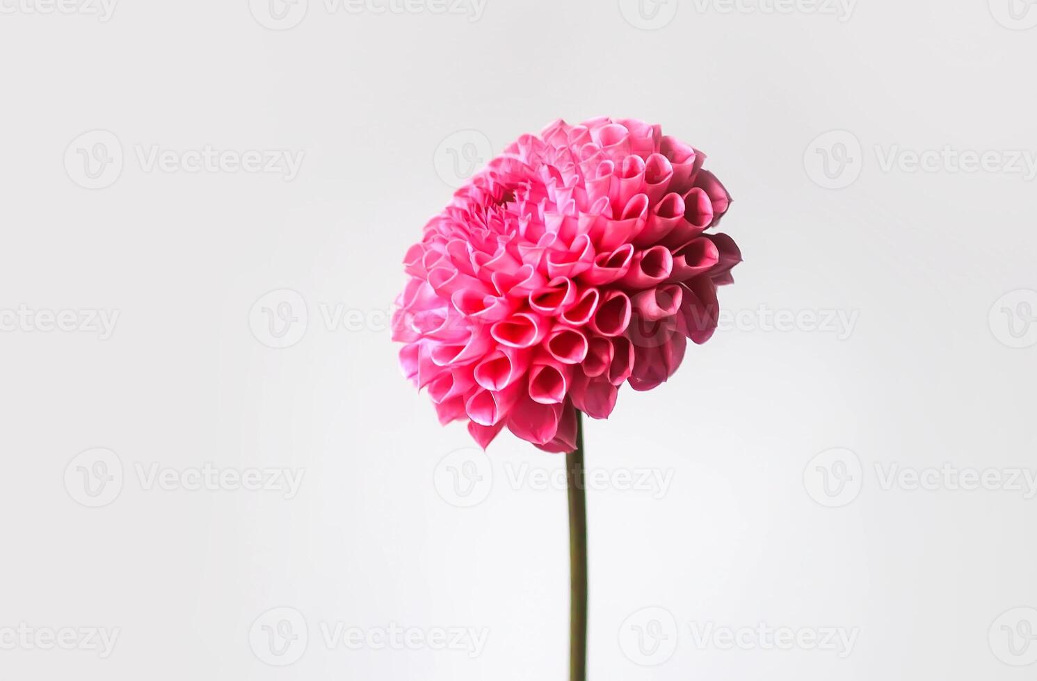 Beautiful pink dahlia flower. Beautiful plant flowering at summer. photo