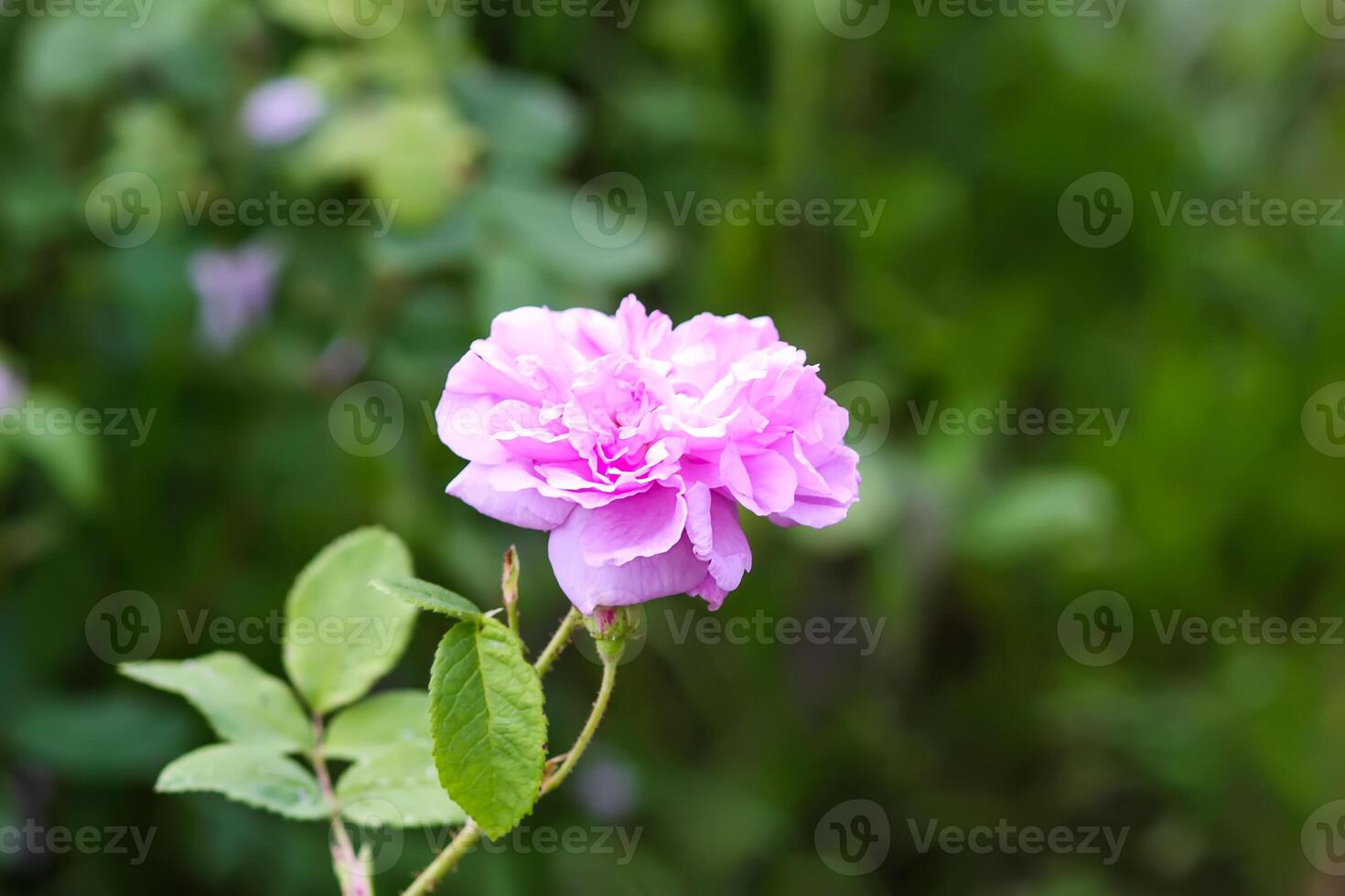 Pink roses. Garden flowers in bloom. photo