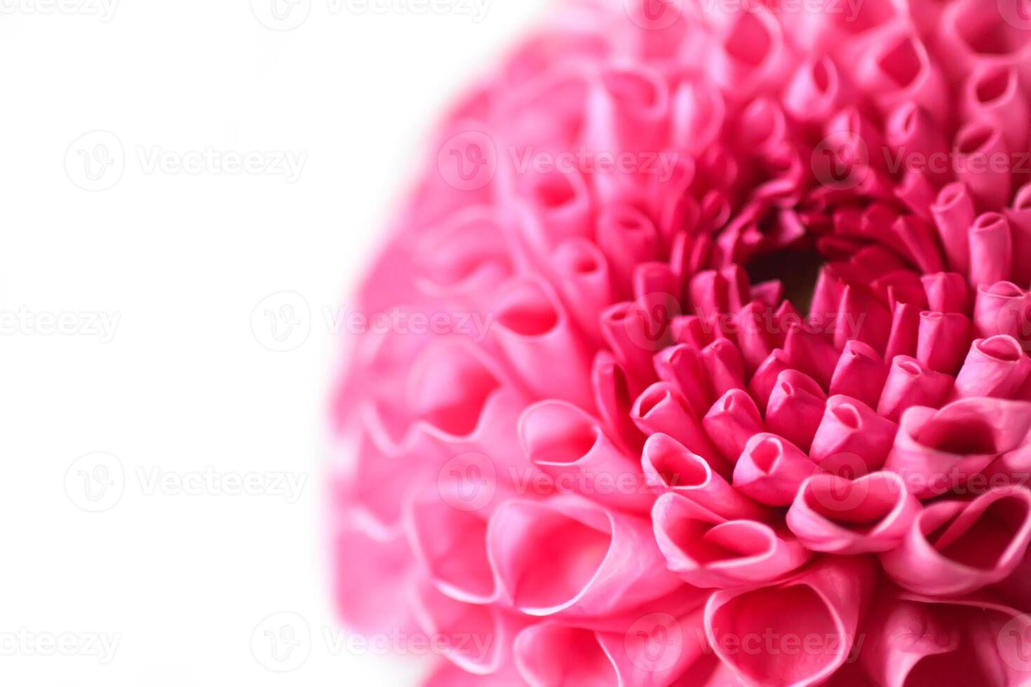 Beautiful pink dahlia flower. Beautiful plant flowering at summer. Petals close up. photo