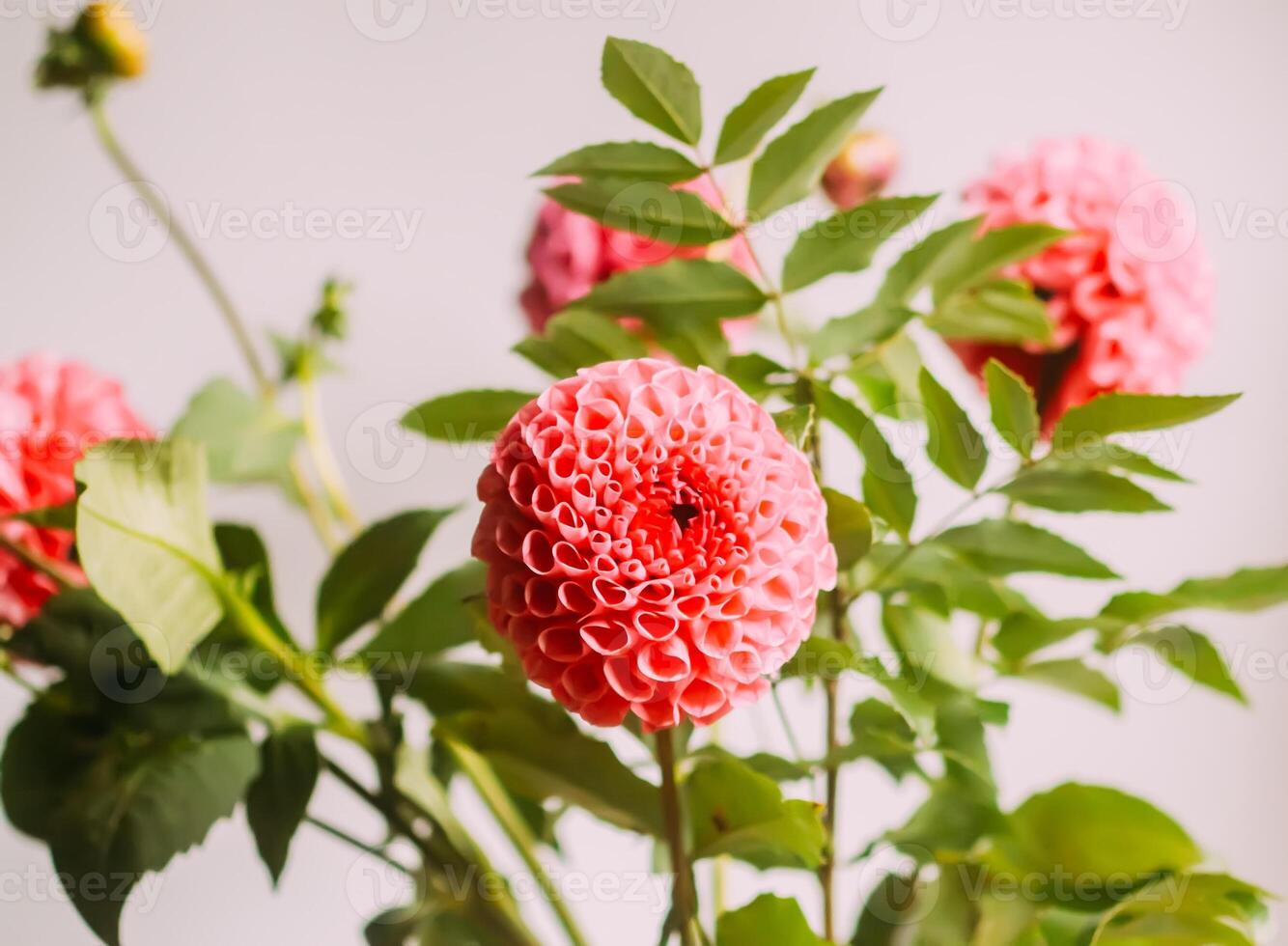 Beautiful pink dahlia flower. Beautiful plant flowering at summer. photo