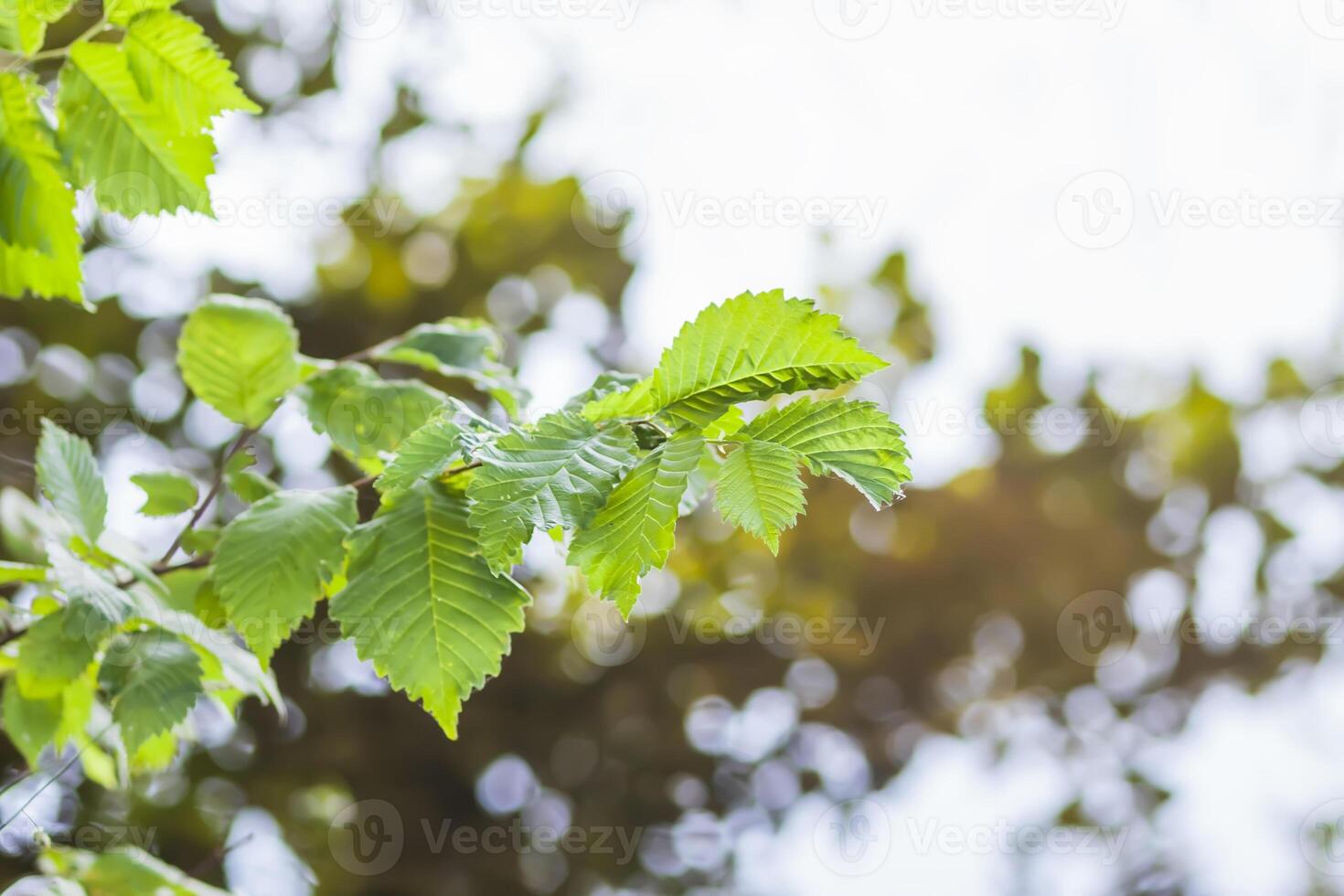Summer nature details. Green grass and foliage in wet place near the wild lake in the forest. photo