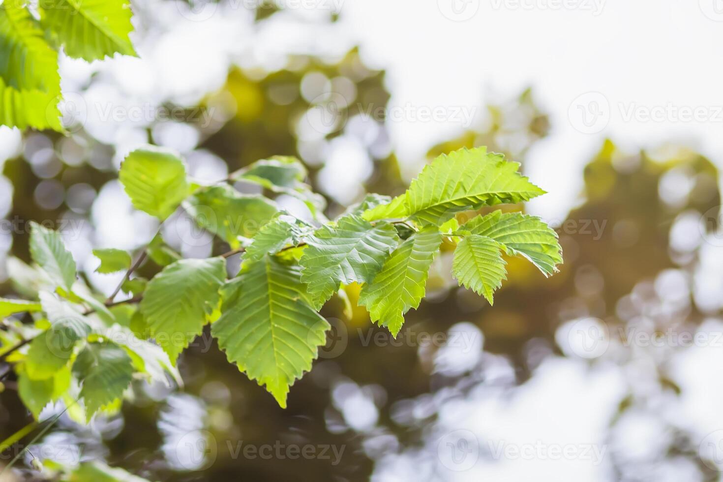 Summer nature details. Green grass and foliage in wet place near the wild lake in the forest. photo