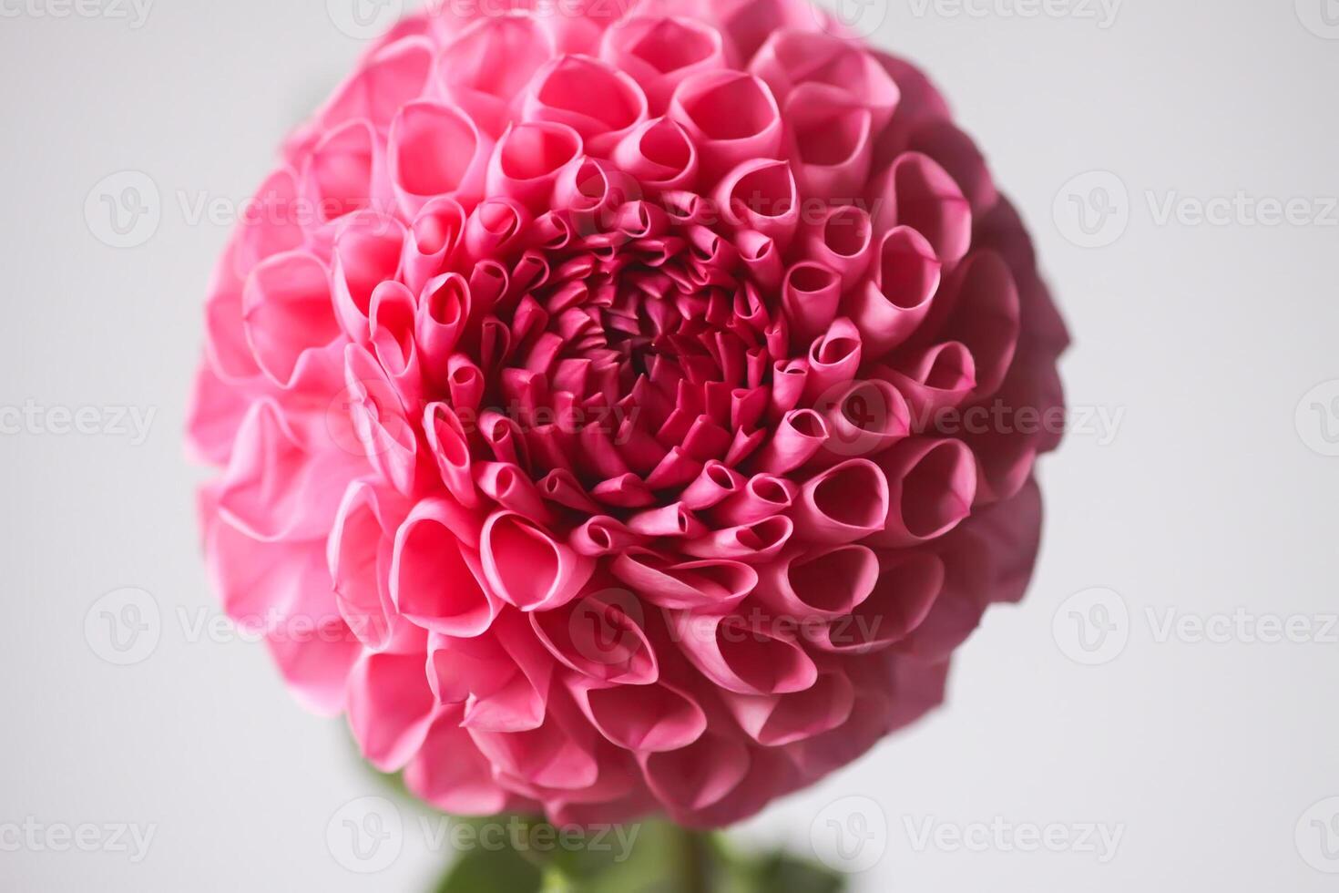 Beautiful pink dahlia flower. Beautiful plant flowering at summer. photo