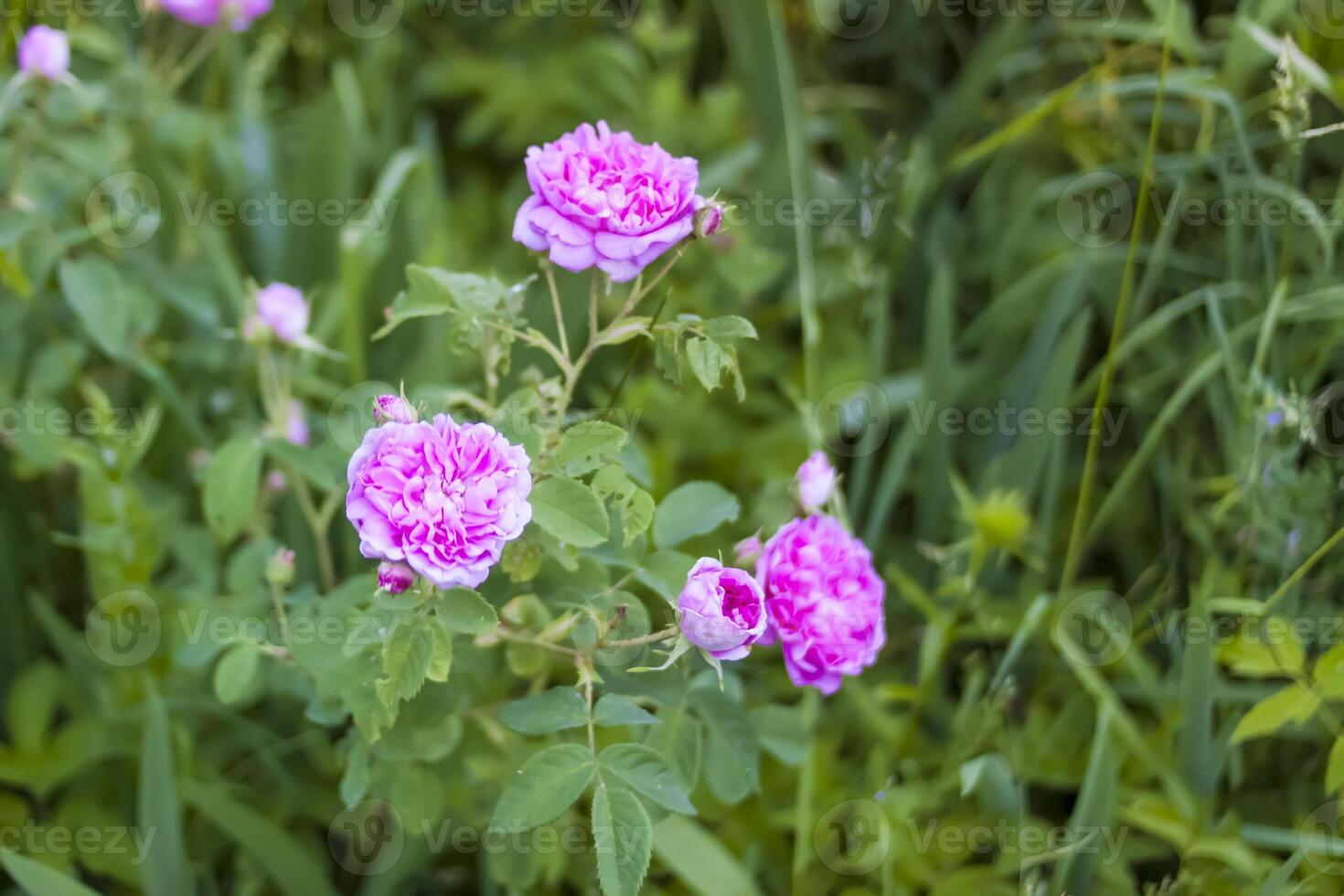 Pink roses. Beautiful garden flowers in flowering season. photo