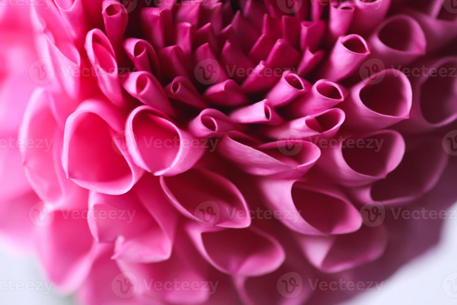 Beautiful pink dahlia flower. Beautiful plant flowering at summer. Petals close up. photo