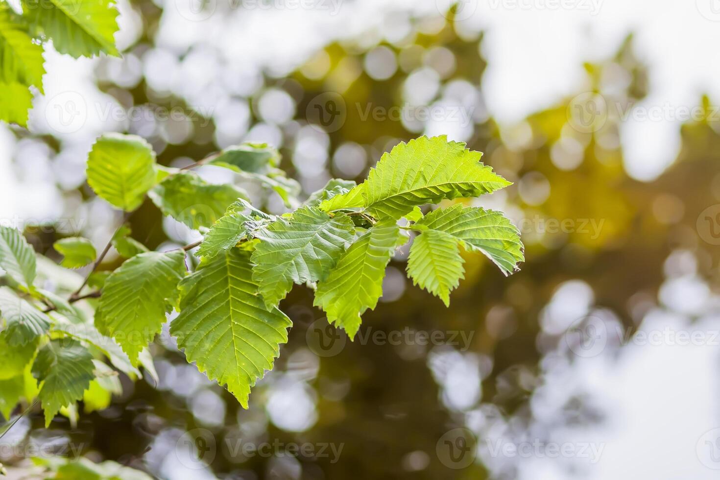 Summer nature details. Green grass and foliage in wet place near the wild lake in the forest. photo