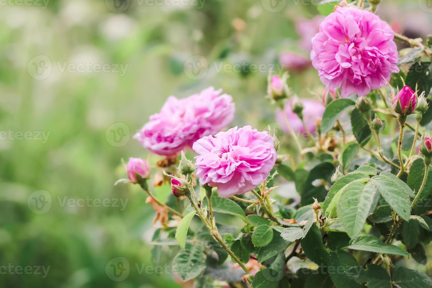 Pink roses. Garden flowers in bloom. photo