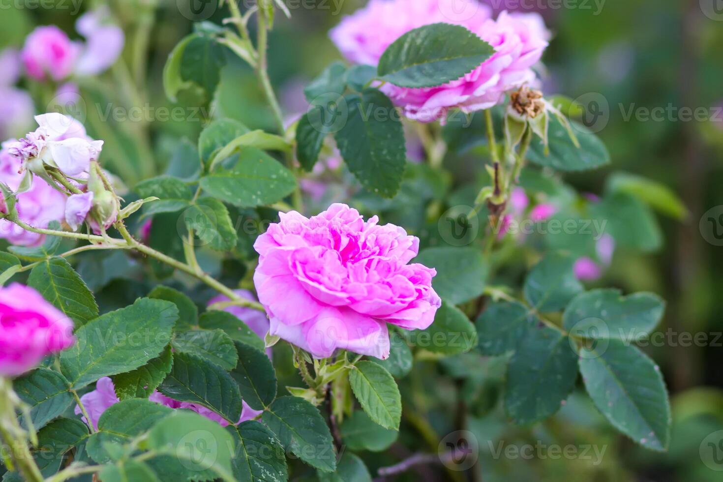 Pink rose flowers. Decorative beautiful garden plants in flowering season. photo