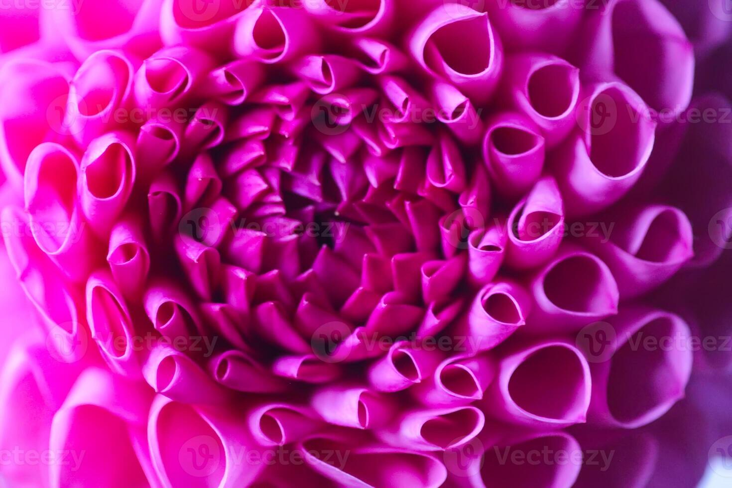 Beautiful pink dahlia flower. Beautiful plant flowering at summer. Petals close up. photo