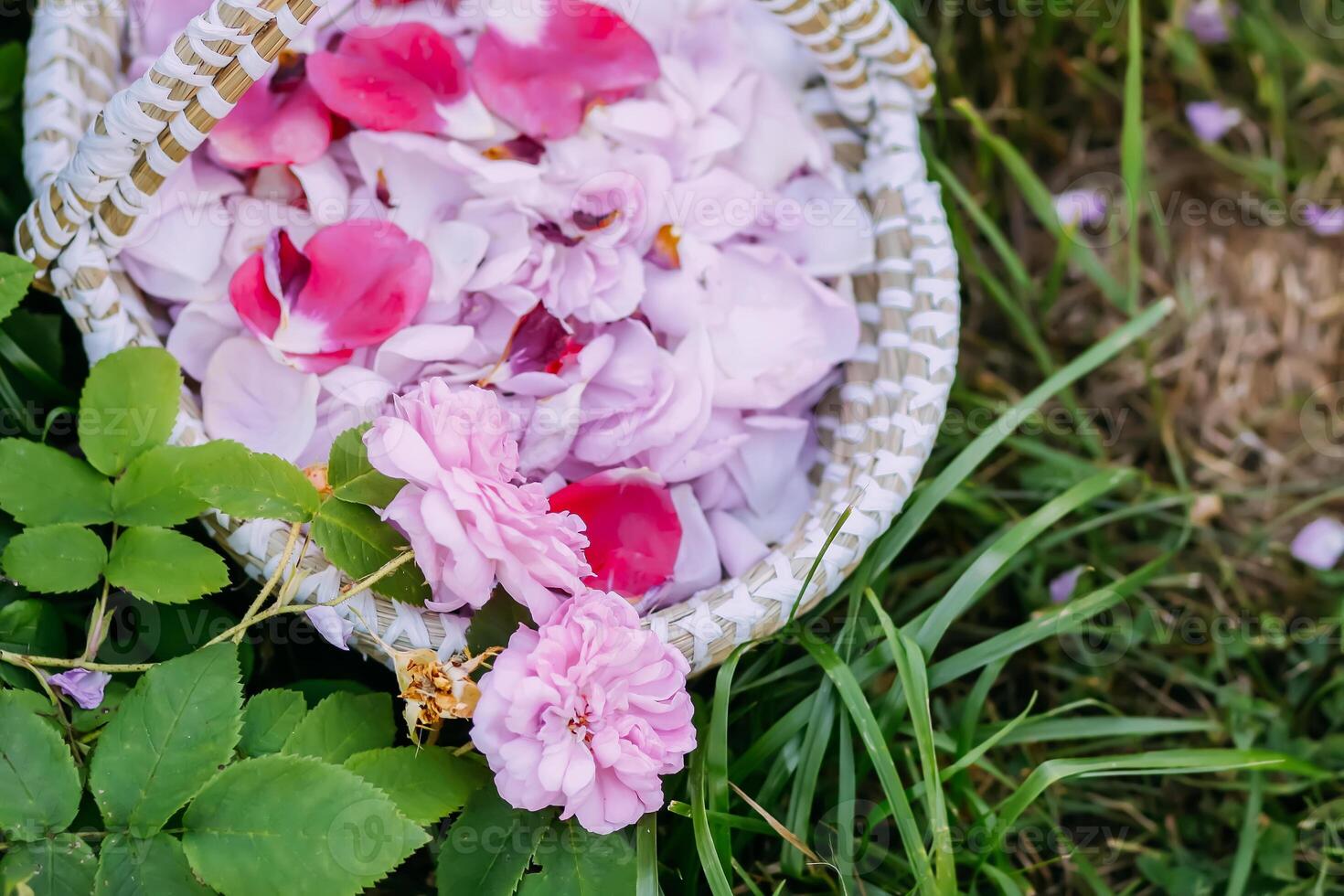 Pink rose petals in a basket on green grass.Natural cosmetic or herbal tea ingredients. photo