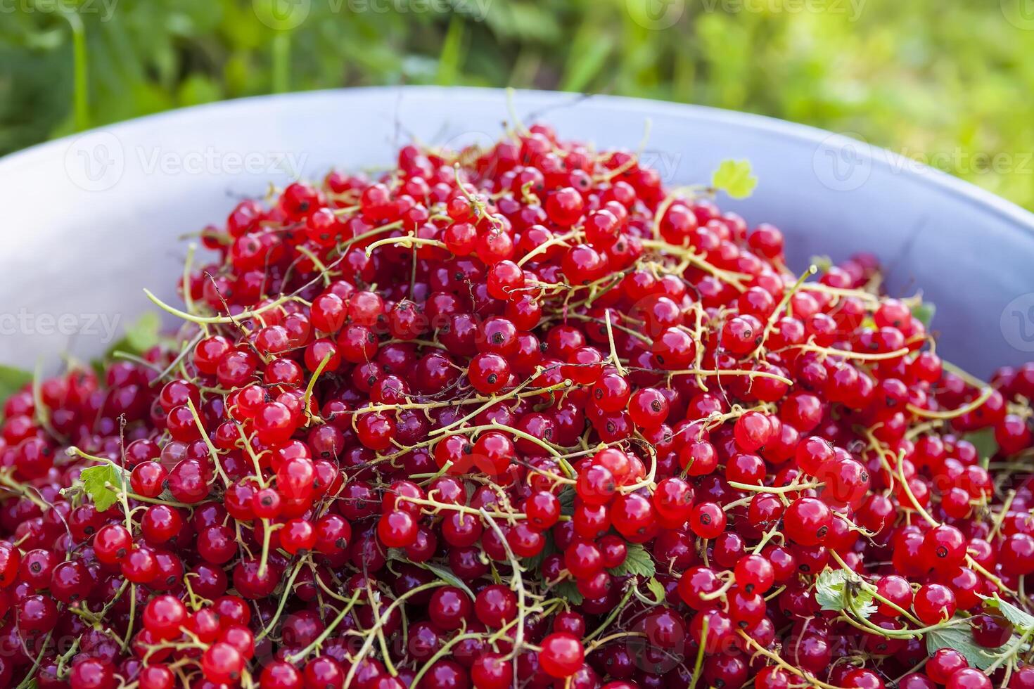 Bowl with ripe red currant on a green grass. Ripe garden berries. photo