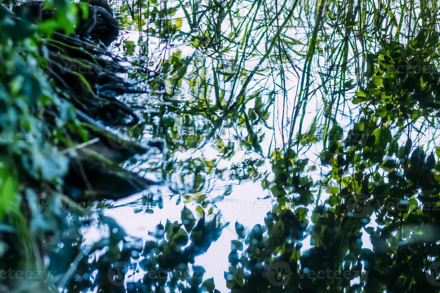 Summer nature details. Green grass and foliage in wet place near the wild lake in the forest. photo