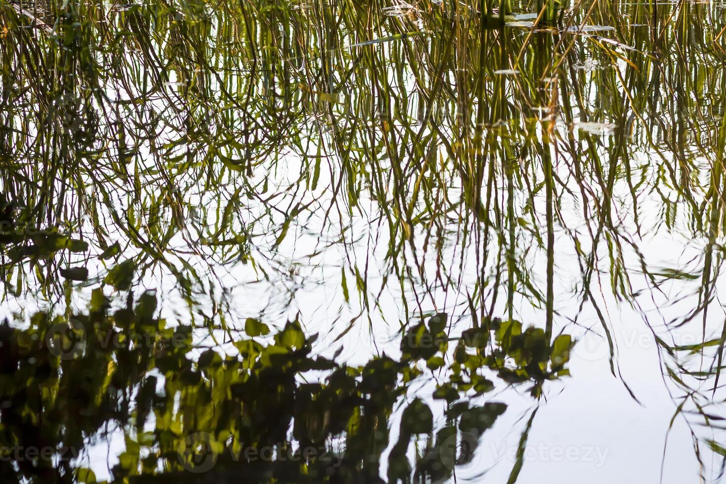 Summer nature details. Green grass and foliage in wet place near the wild lake in the forest. photo