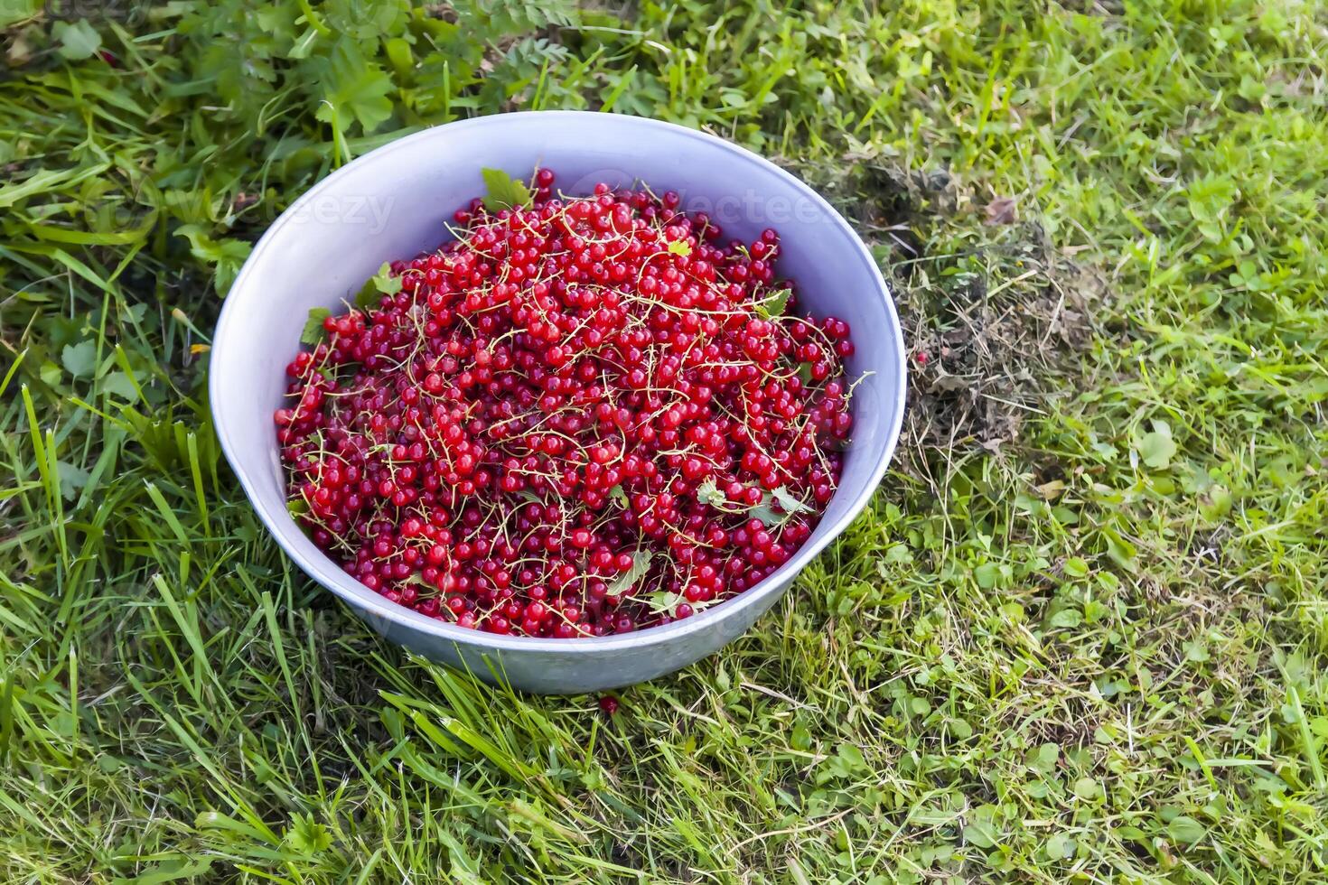 Bowl with ripe red currant on a green grass. Ripe garden berries. photo