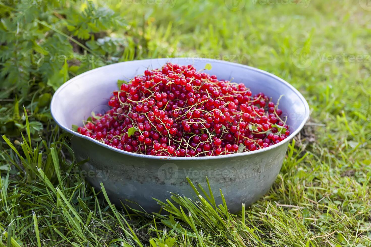 Bowl with ripe red currant on a green grass. Ripe garden berries. photo