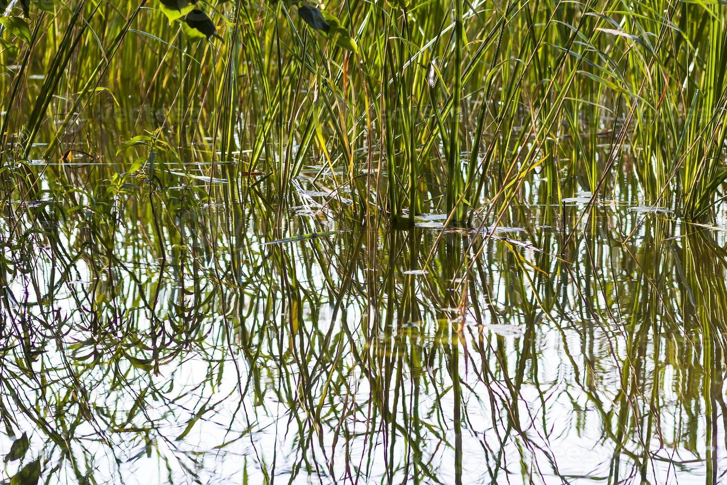 Summer nature details. Green grass and foliage in wet place near the wild lake in the forest. photo
