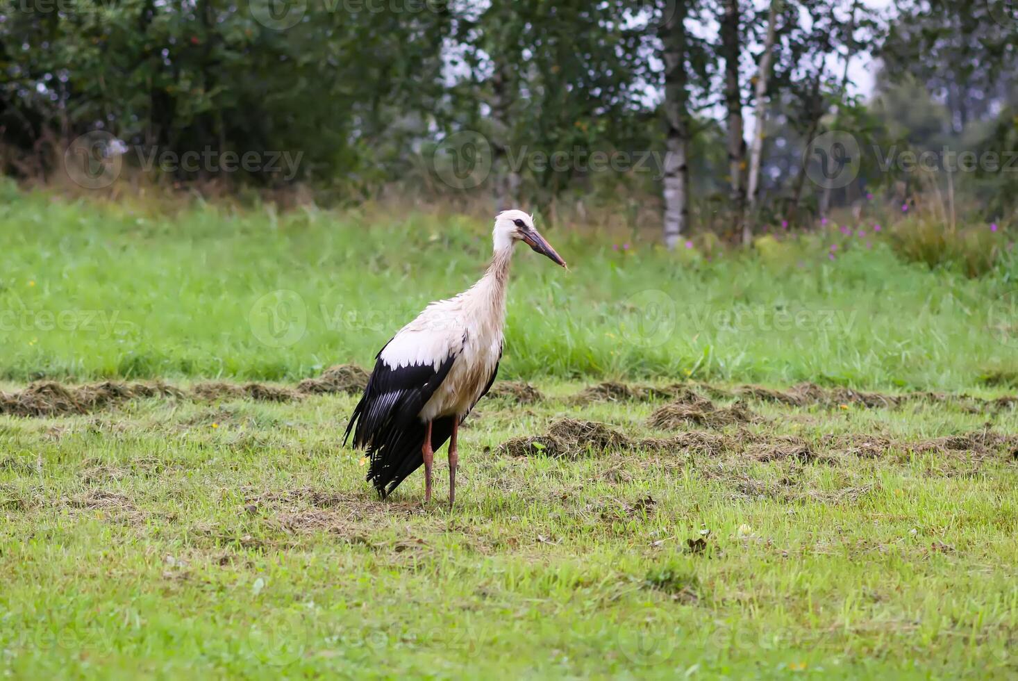 European white stork walks on green summer field. photo