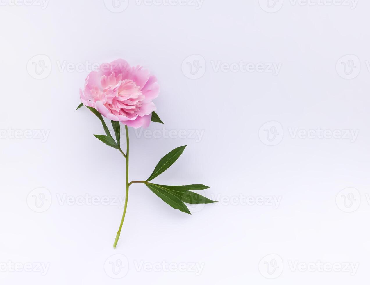 Beautiful fragrant flower. Pink peony on white background. photo