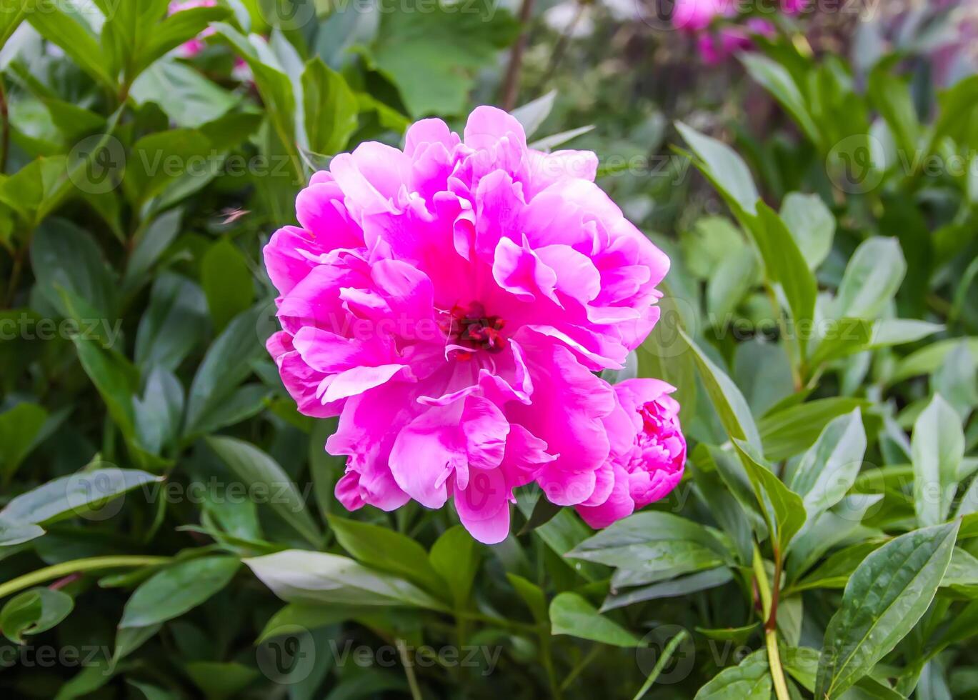 Pink peony flower close up photo