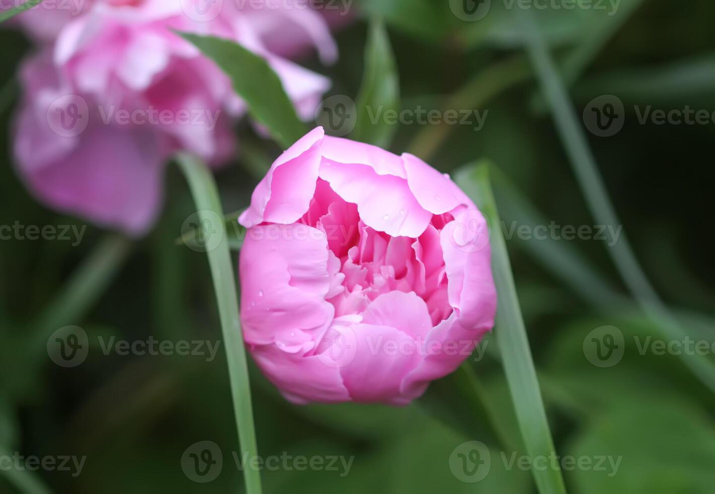 Beautiful fragrant flowers in summer garden. Pink peonies in full bloom. photo
