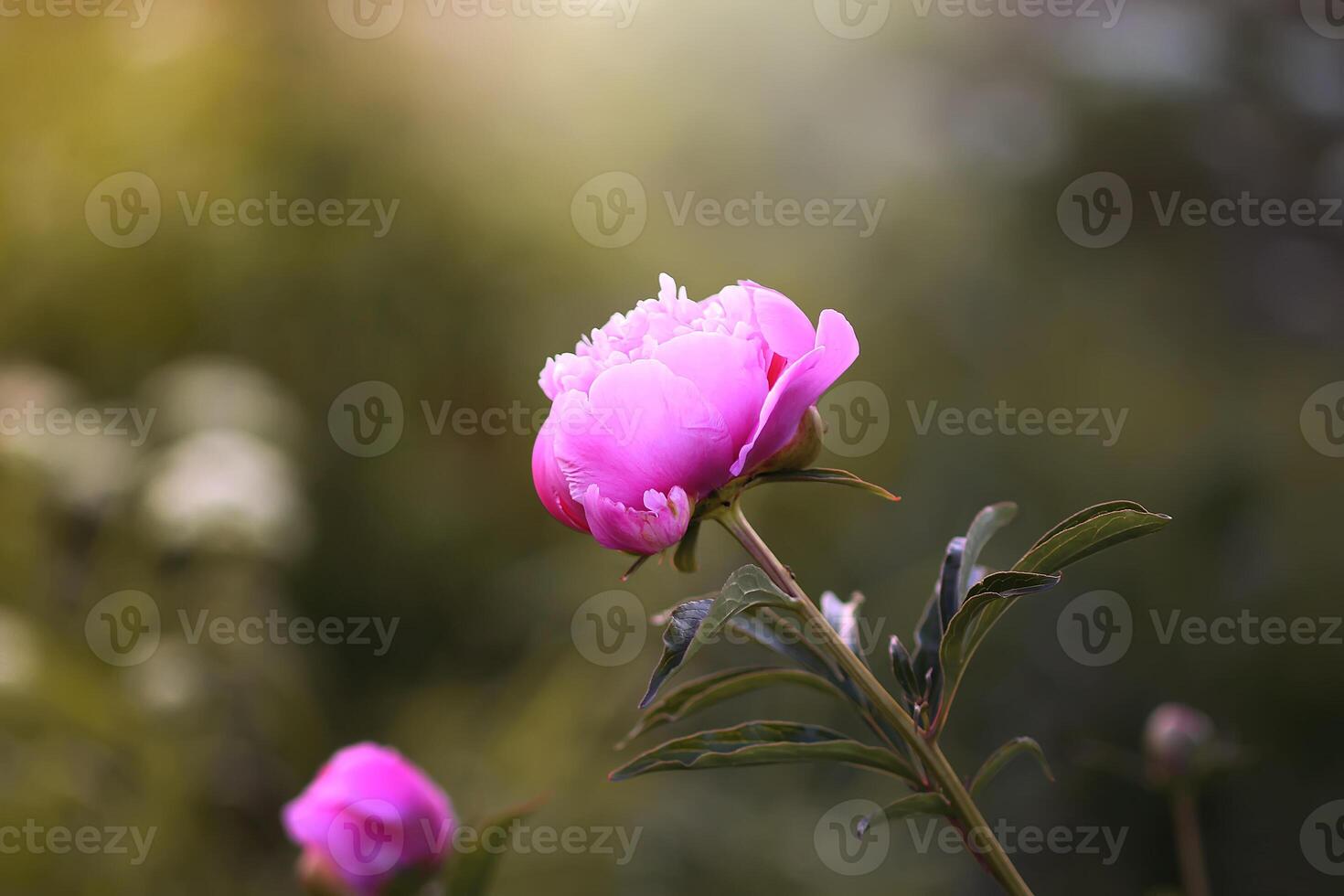 Beautiful spring peony flowers in the summer garden photo