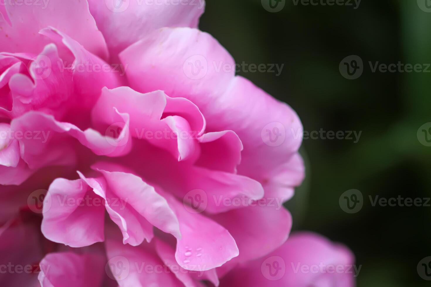 Beautiful fragrant flowers in summer garden. Pink peonies in full bloom. photo