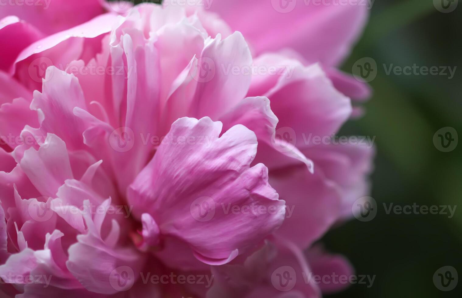Beautiful fragrant flowers in summer garden. Pink peonies in full bloom. photo