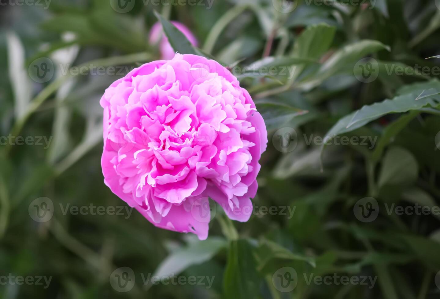 Beautiful flowers in summer garden. Pink peonies. photo