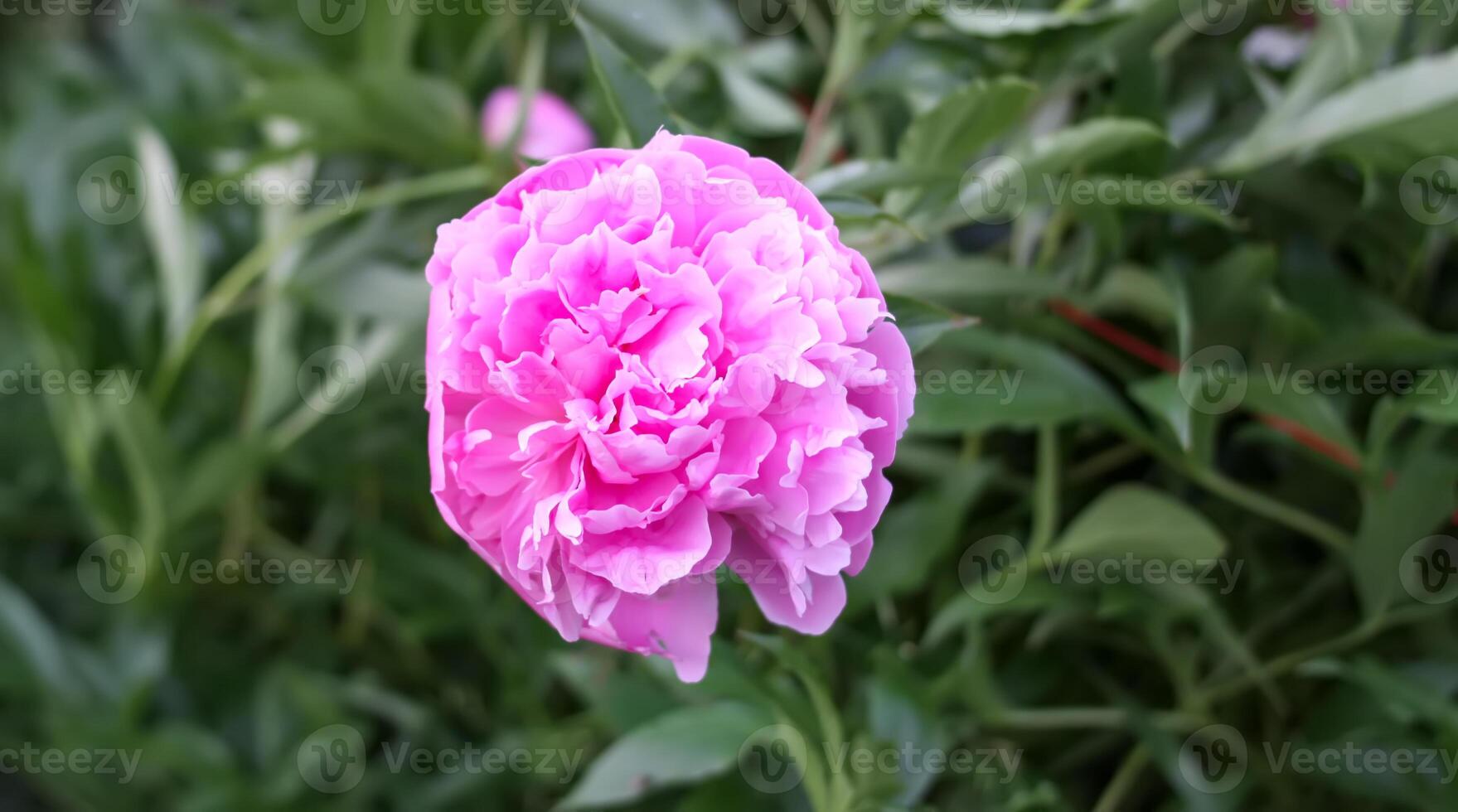 Beautiful flowers in summer garden. Pink peonies. photo