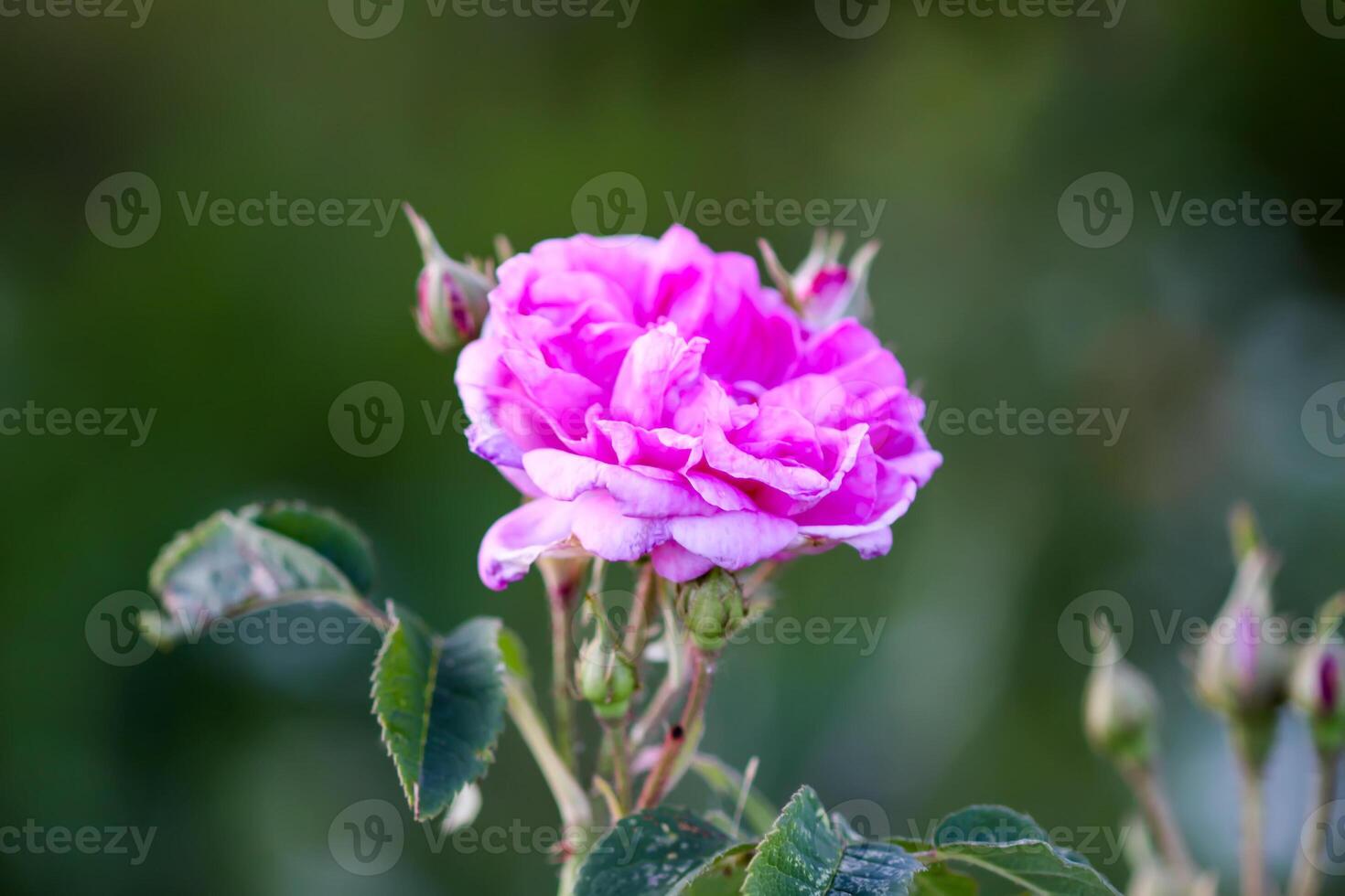 Beautiful spring peony flowers in the summer garden photo