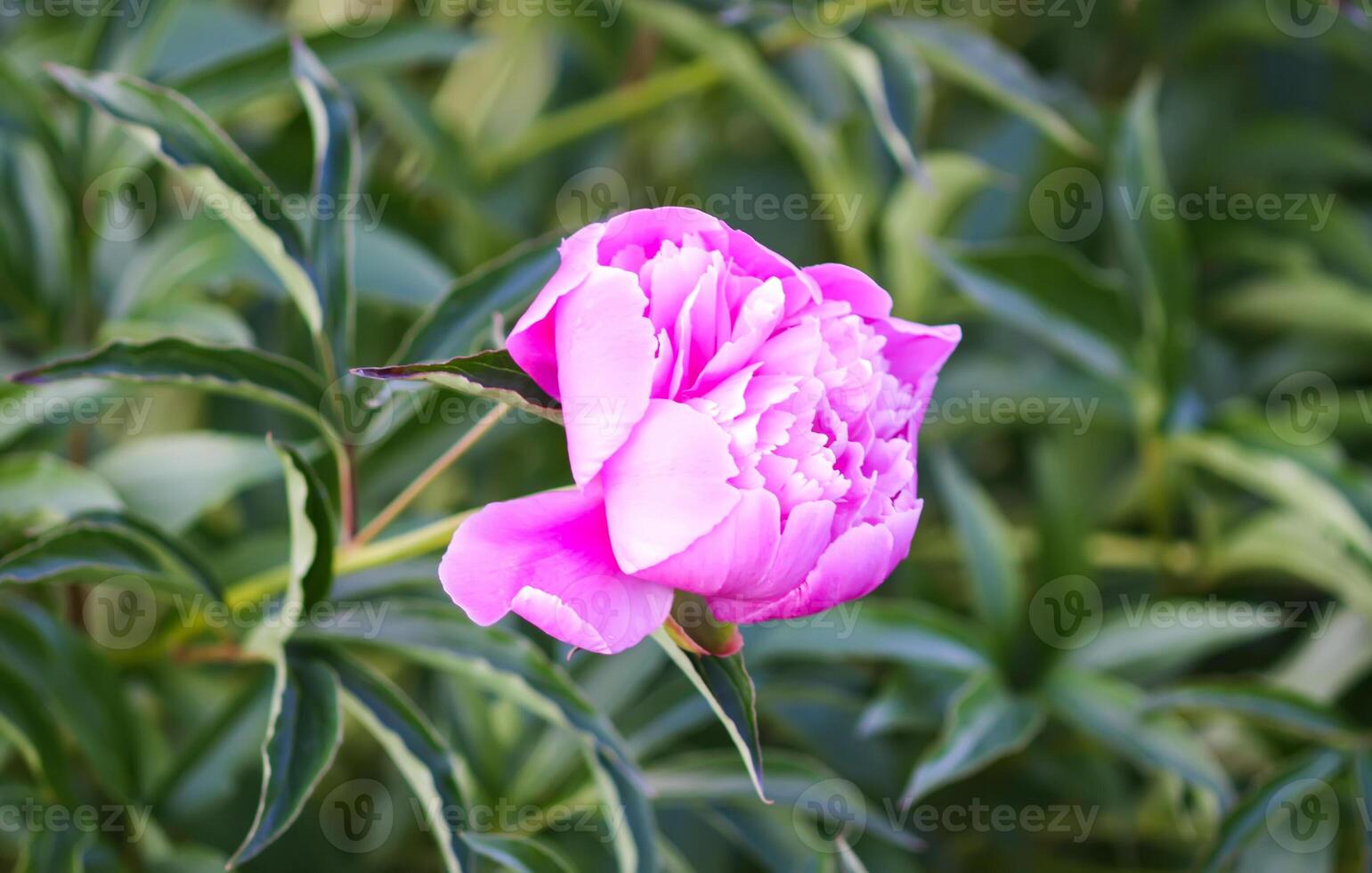 Beautiful spring peony flowers in the summer garden photo