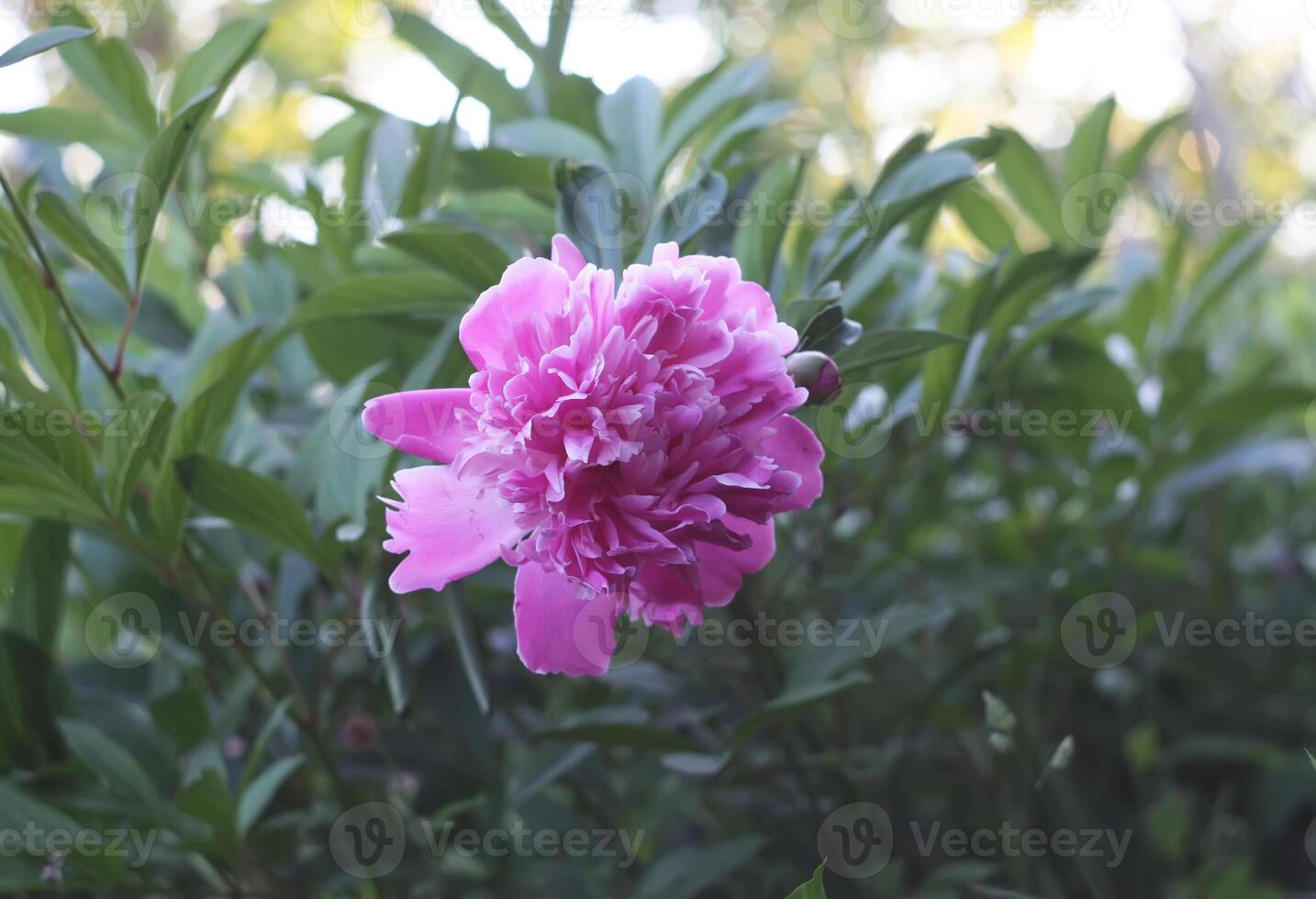 Blooming peony flower photo