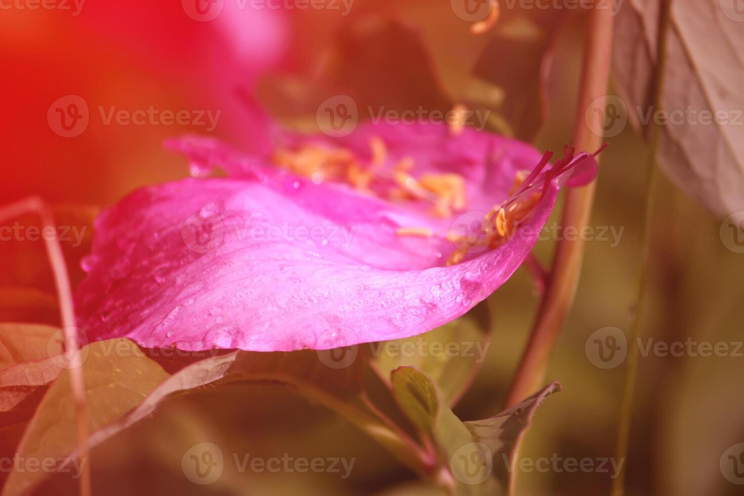 Pink peony flower photo