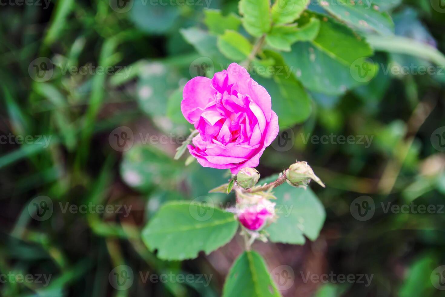 Beautiful spring peony flowers in the summer garden photo