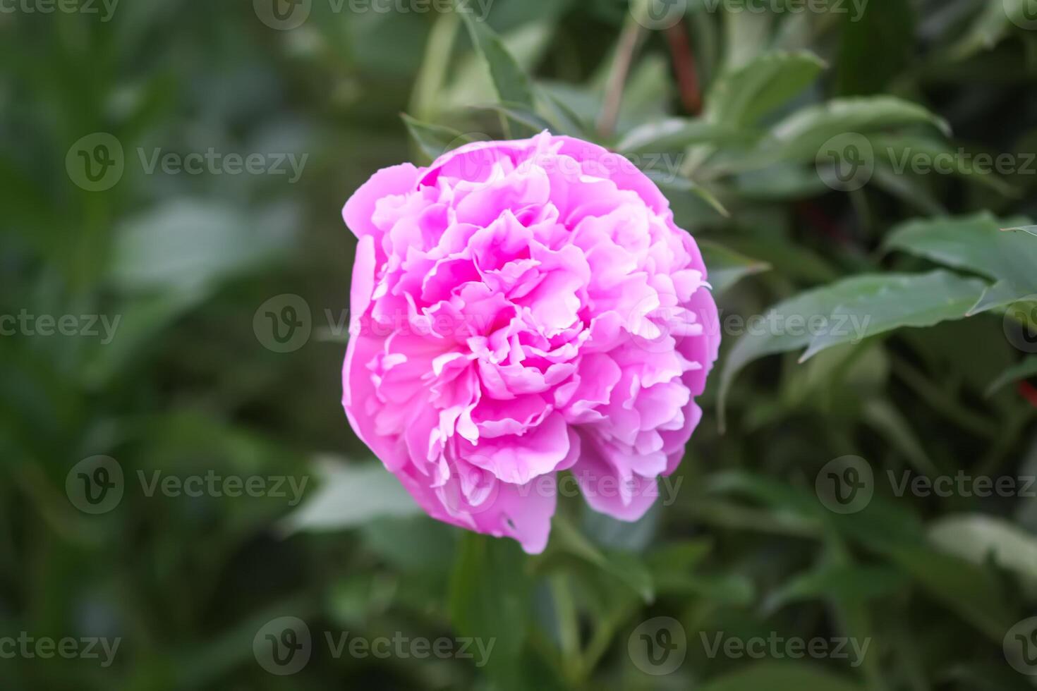 Beautiful fragrant flowers in summer garden. Pink peonies in full bloom. photo