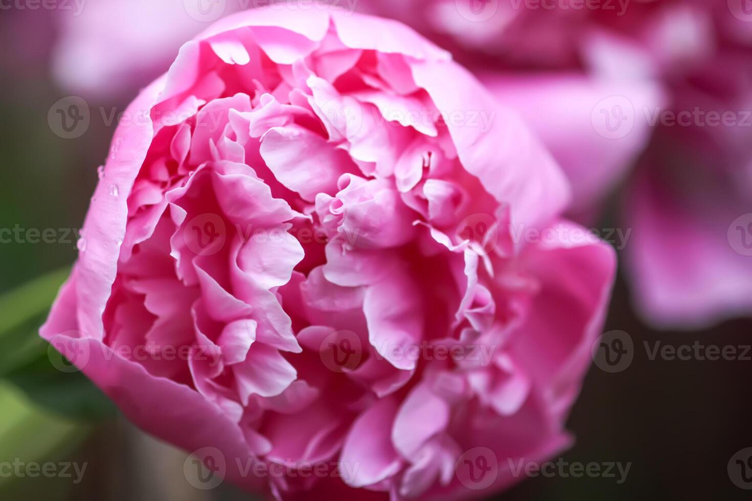 Beautiful fragrant flowers in summer garden. Pink peonies in full bloom. photo
