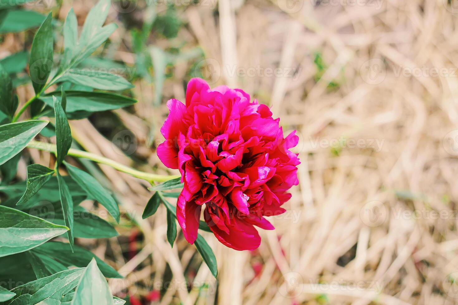 Pink beautiful summer flower peonies flowering season in countryside photo