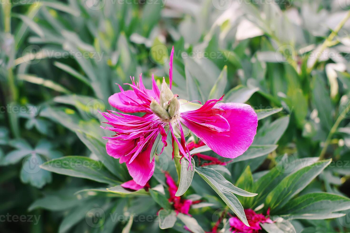 Pink beautiful summer flower peonies flowering season in countryside photo