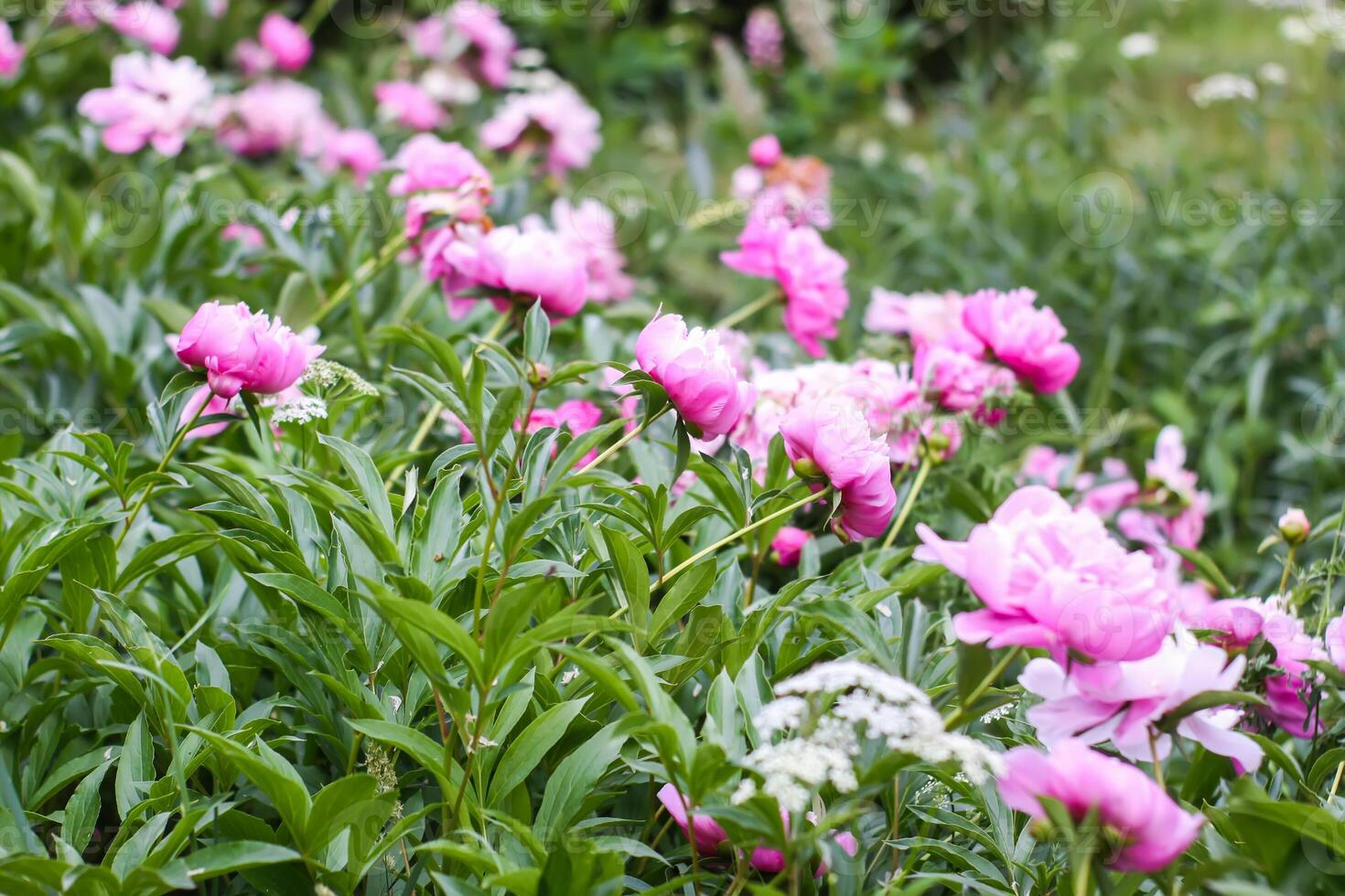 Beautiful spring peony flowers in the summer garden photo