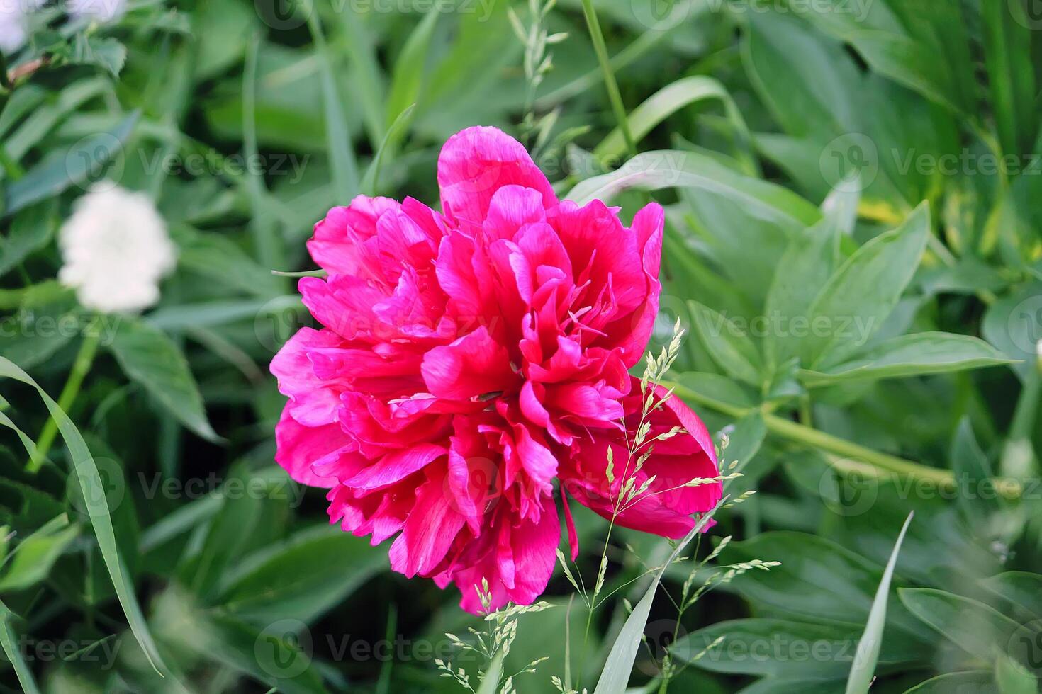Beautiful spring peony flowers in the summer garden photo