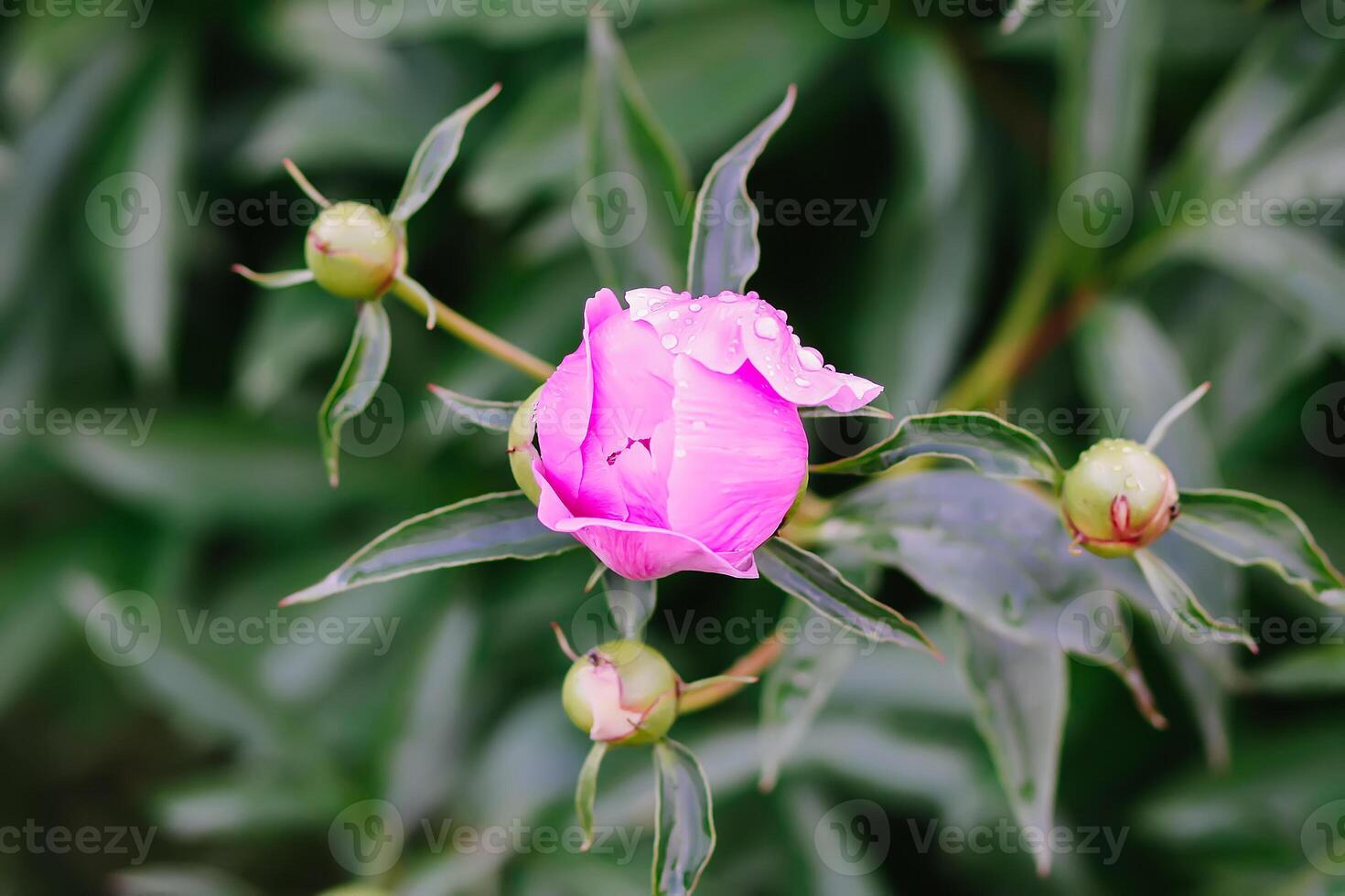 Pink peony fragrant beautiful flowers blooming in summer garden. Paeonia herbaceous perennial ornamental plant photo