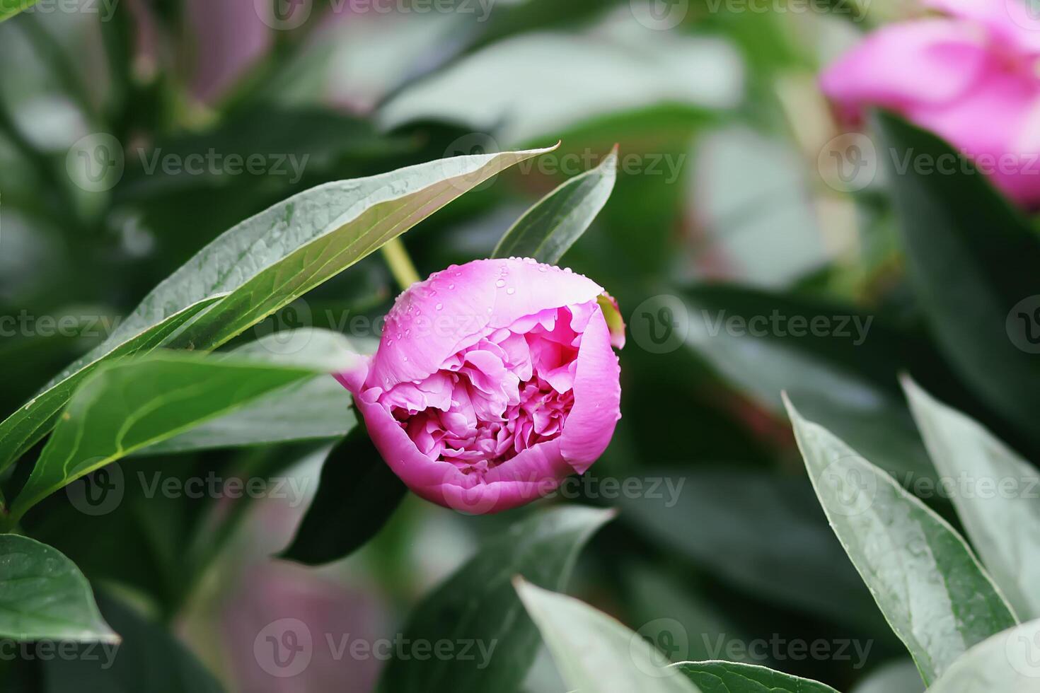 Pink peony fragrant beautiful flowers blooming in summer garden. Paeonia herbaceous perennial ornamental plant photo
